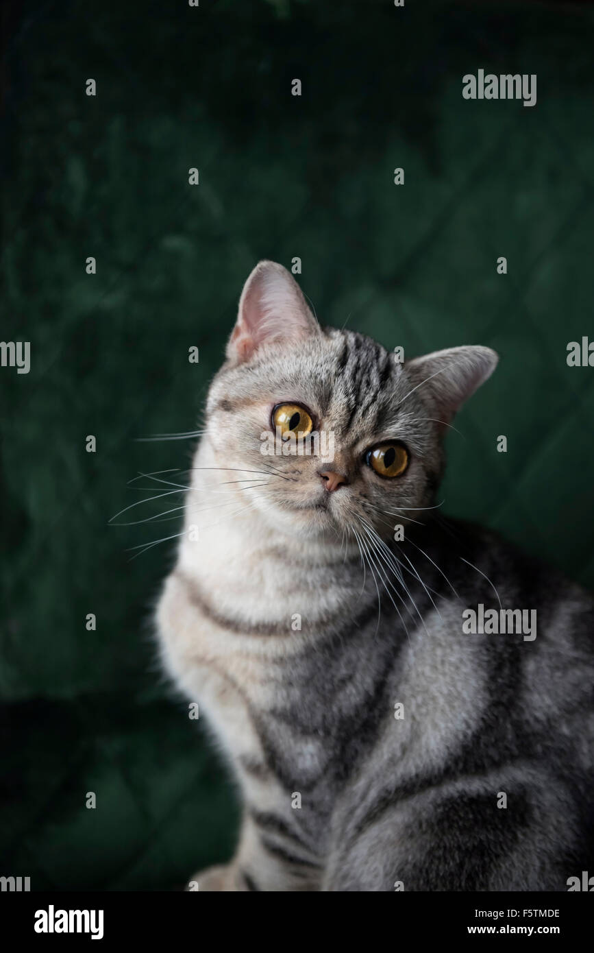 American Shorthair Tabby Katze sitzend blickte über seine Sholder die Kamera gegen eine grüne Sessel Stockfoto