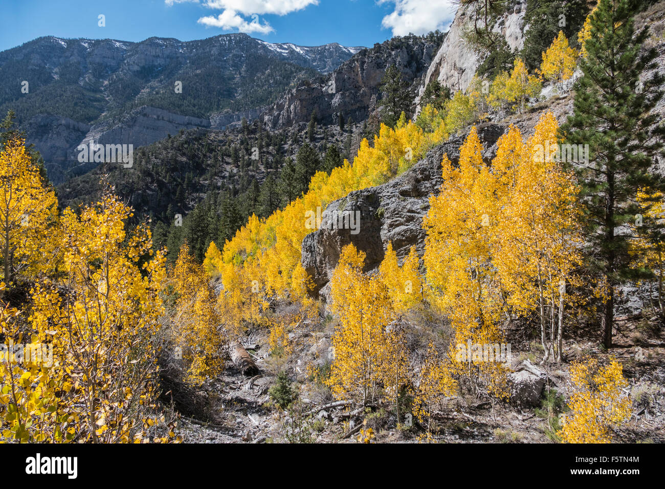 Herbst Aspen Bäume entlang Canyon Trail in Mt Charleston in der Nähe von Las Vegas, Nevada. Stockfoto