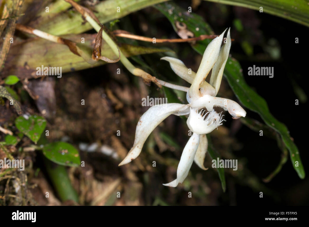 Orchidee (Chondrorhynca SP.) an einem Baumstamm bemoost Regenwald im ecuadorianischen Amazonasgebiet blühen Stockfoto