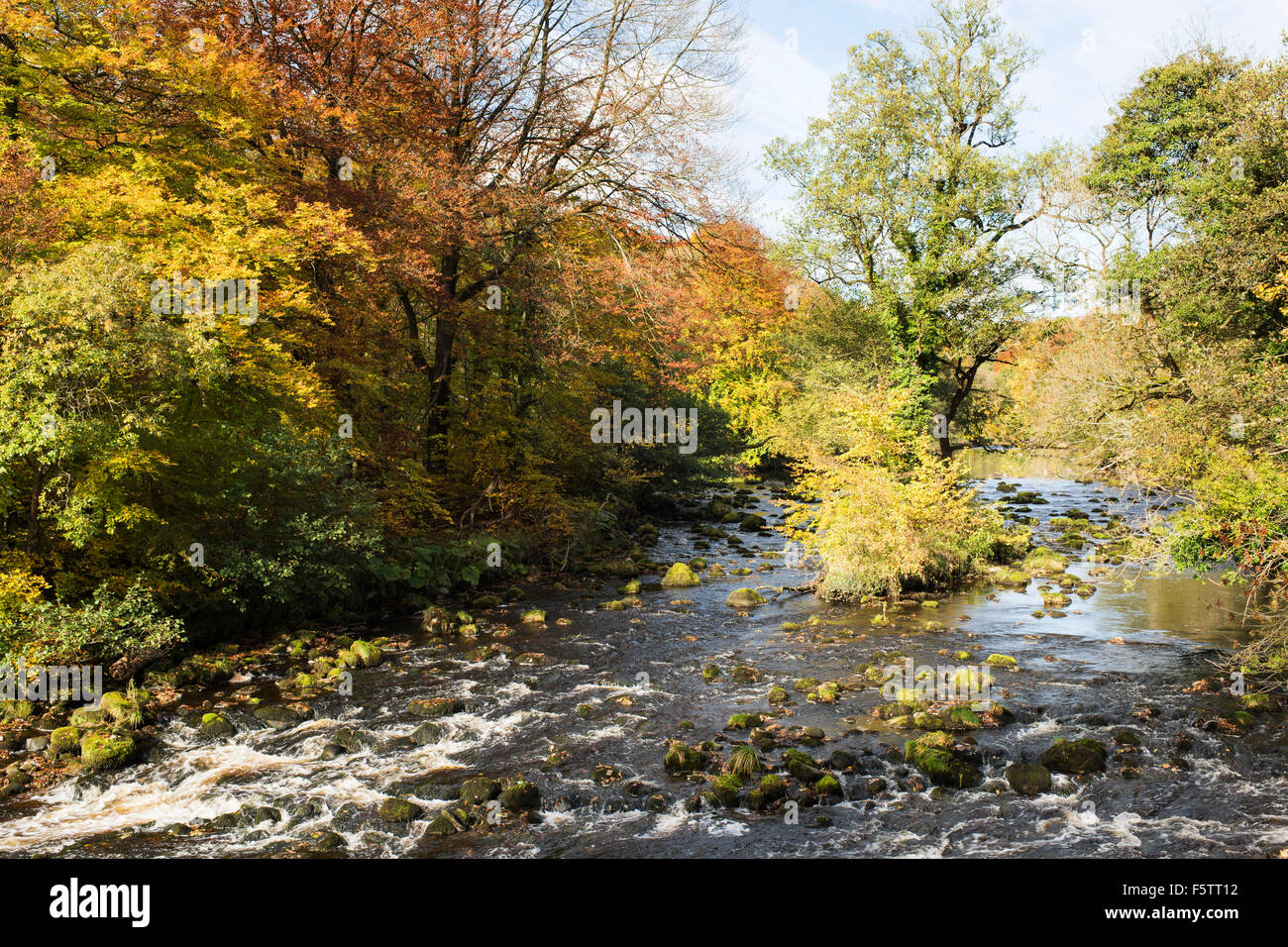 Herbstfarben in "Strid Wood" (2), Bolton Abbey, Yorkshire Dales National Park, England, UK Stockfoto