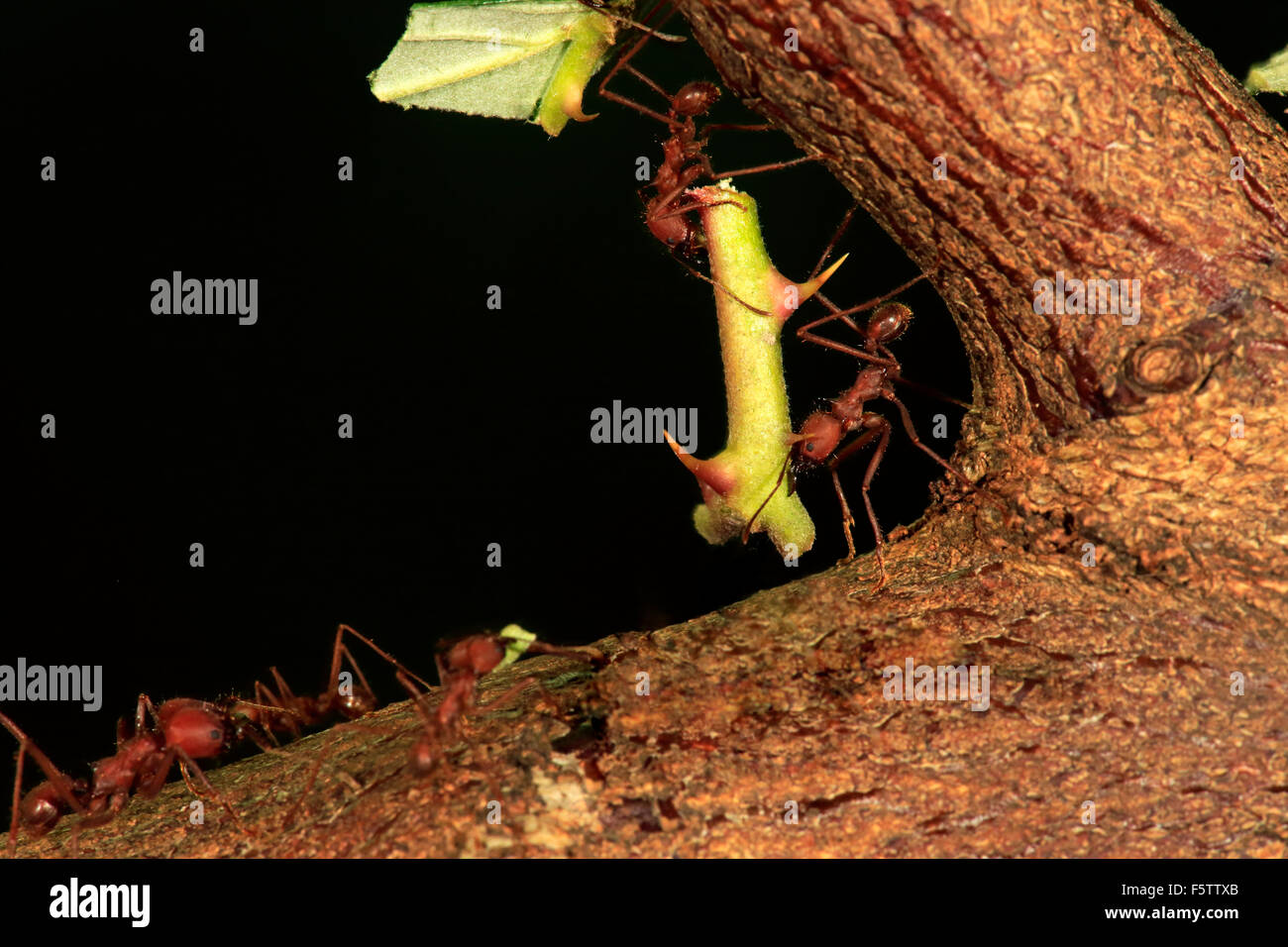 Blattschneiderameisen (Atta Sexdens) mit dornigen Stengel, gefunden in Mittelamerika und Südamerika, gefangen Stockfoto