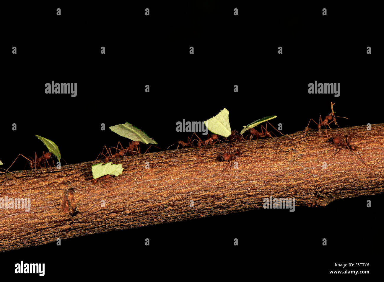 Blattschneiderameisen (Atta Sexdens) Transport von geschnittenen Blätter, gefunden in Mittel- und Südamerika, gefangen Stockfoto