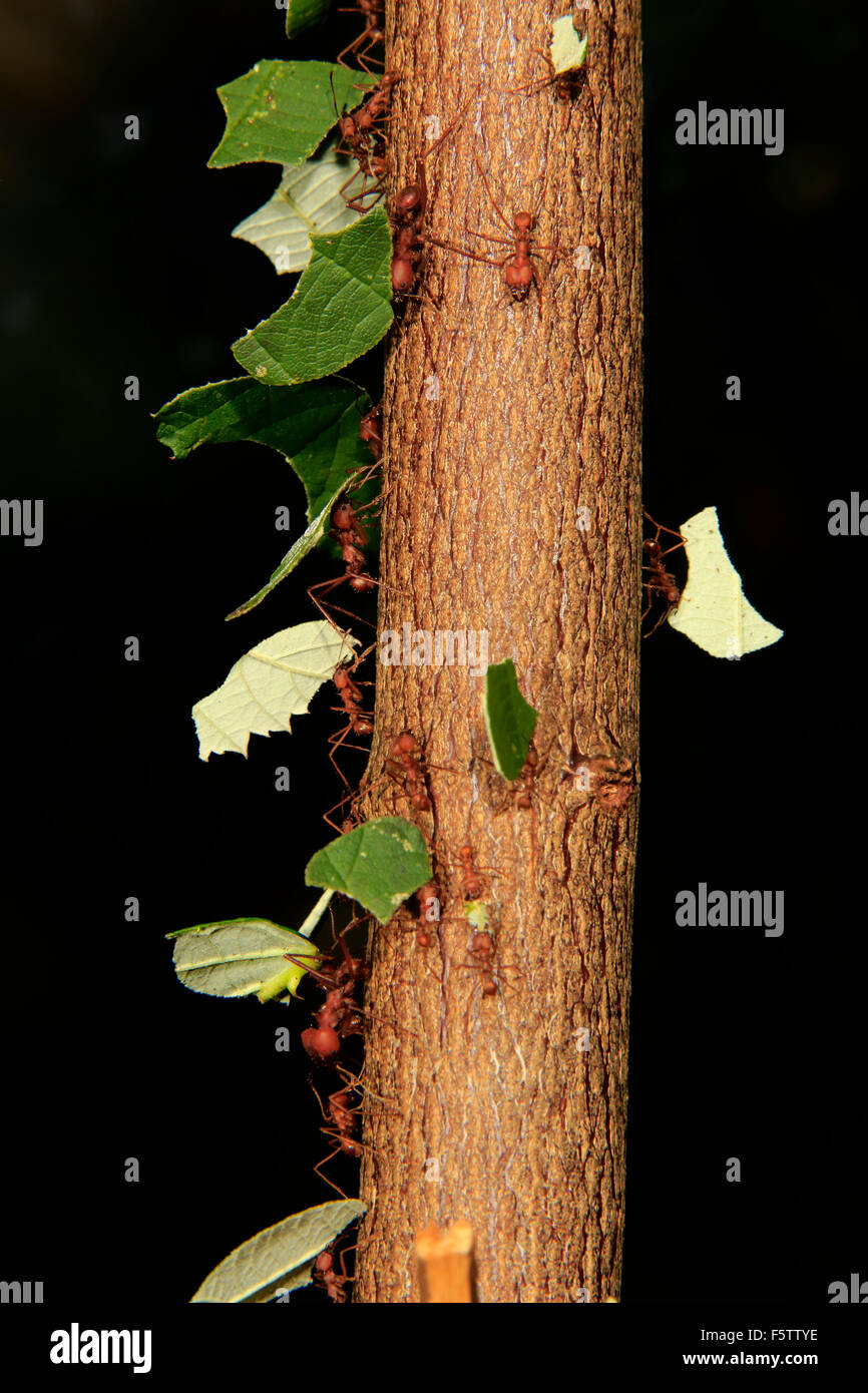 Blattschneiderameisen (Atta Sexdens) Transport von geschnittenen Blätter, gefunden in Mittel- und Südamerika, gefangen Stockfoto