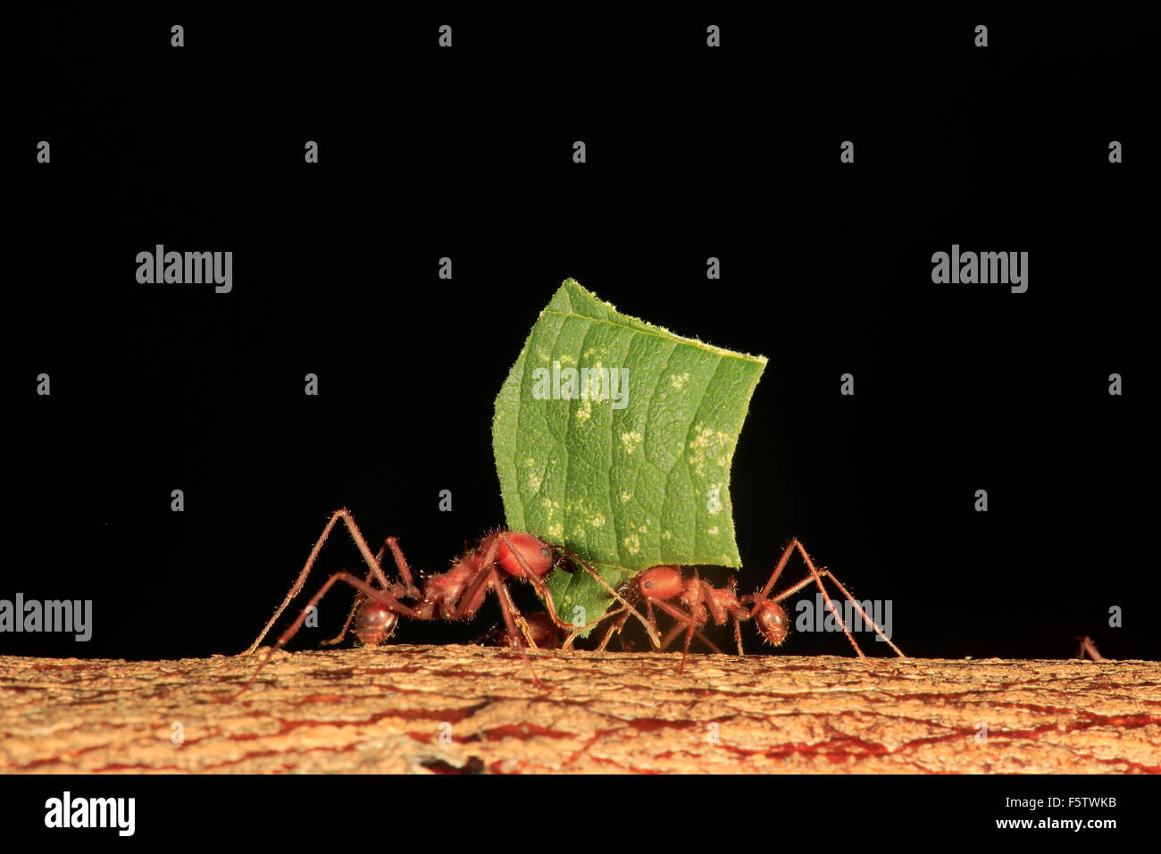 Leafcutter Ameisen (Atta Sexdens) Transport von Blatt schneiden, Gruppe, gefunden in Mittelamerika und Südamerika, gefangen Stockfoto