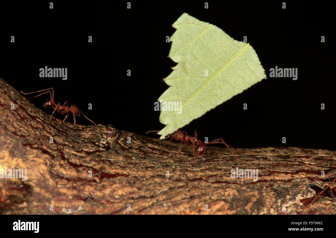 Leafcutter Ameisen (Atta Sexdens) Transport von Blatt schneiden, Gruppe, gefunden in Mittelamerika und Südamerika, gefangen Stockfoto