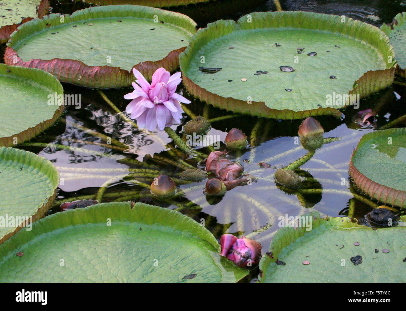 Seerose Blüte South American Queen Victorias aka Riese Amazon Water