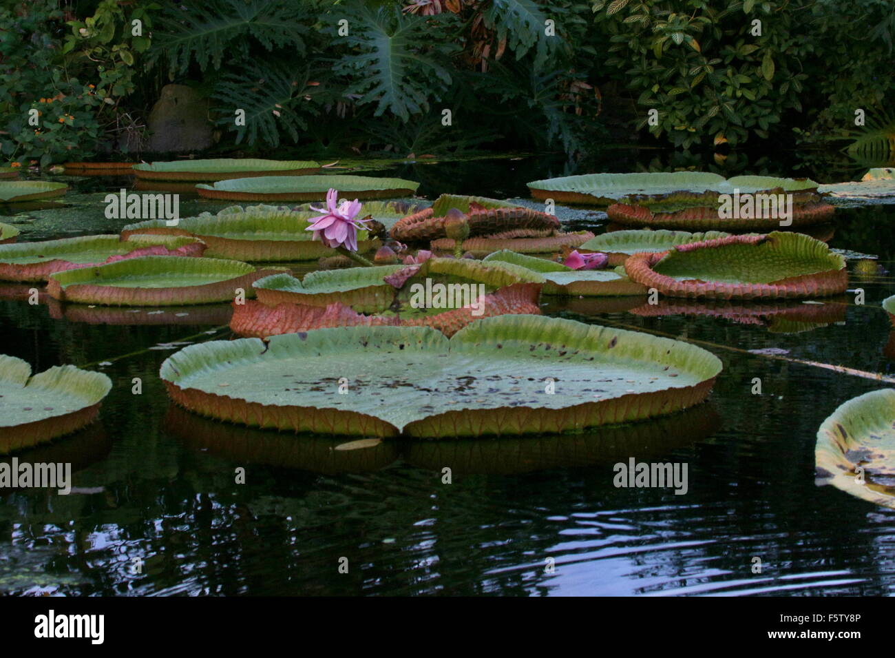 South American Queen Victoria Seerose aka Riese Amazon Water Lily (Victoria  Amazonica Stockfotografie - Alamy