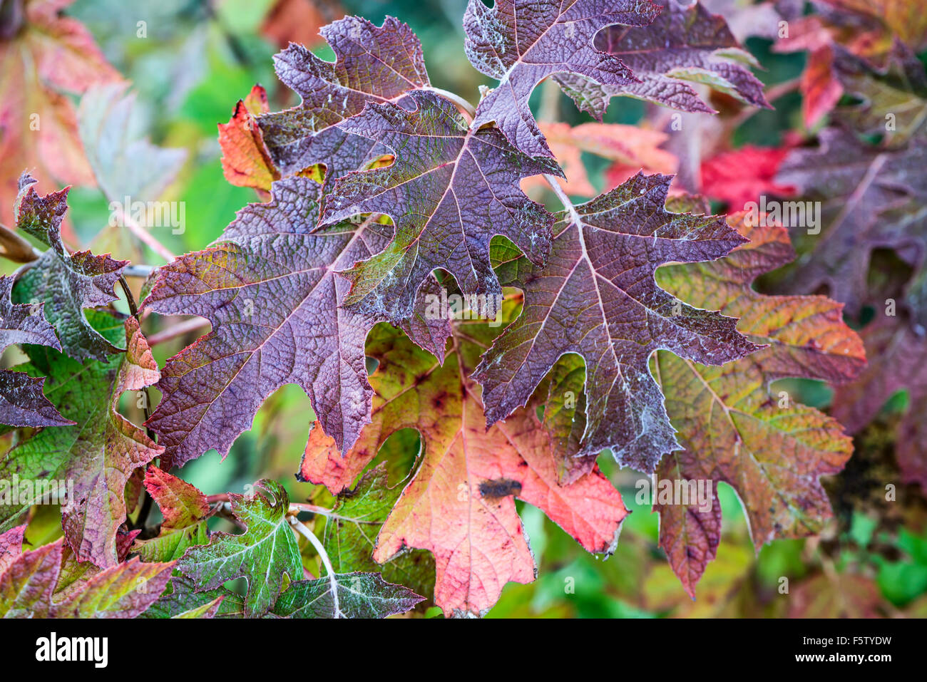 Nahaufnahme der Hydrangea Quercifolia 'Birdo' = 'Schneeflocke' Laub, Herbst purpurrot und Details auf den Blättern Stockfoto