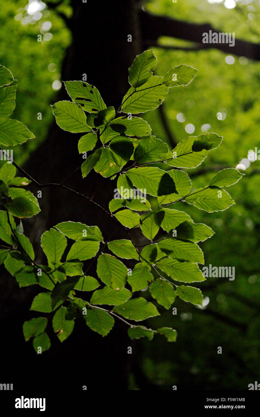 Blättern Sie darin Fox Baum, Courtney Gambrel Baum Blatt Mosaik: abwechseln, Form: gelappt Aderung: handförmig Margen: Dentate Stockfoto