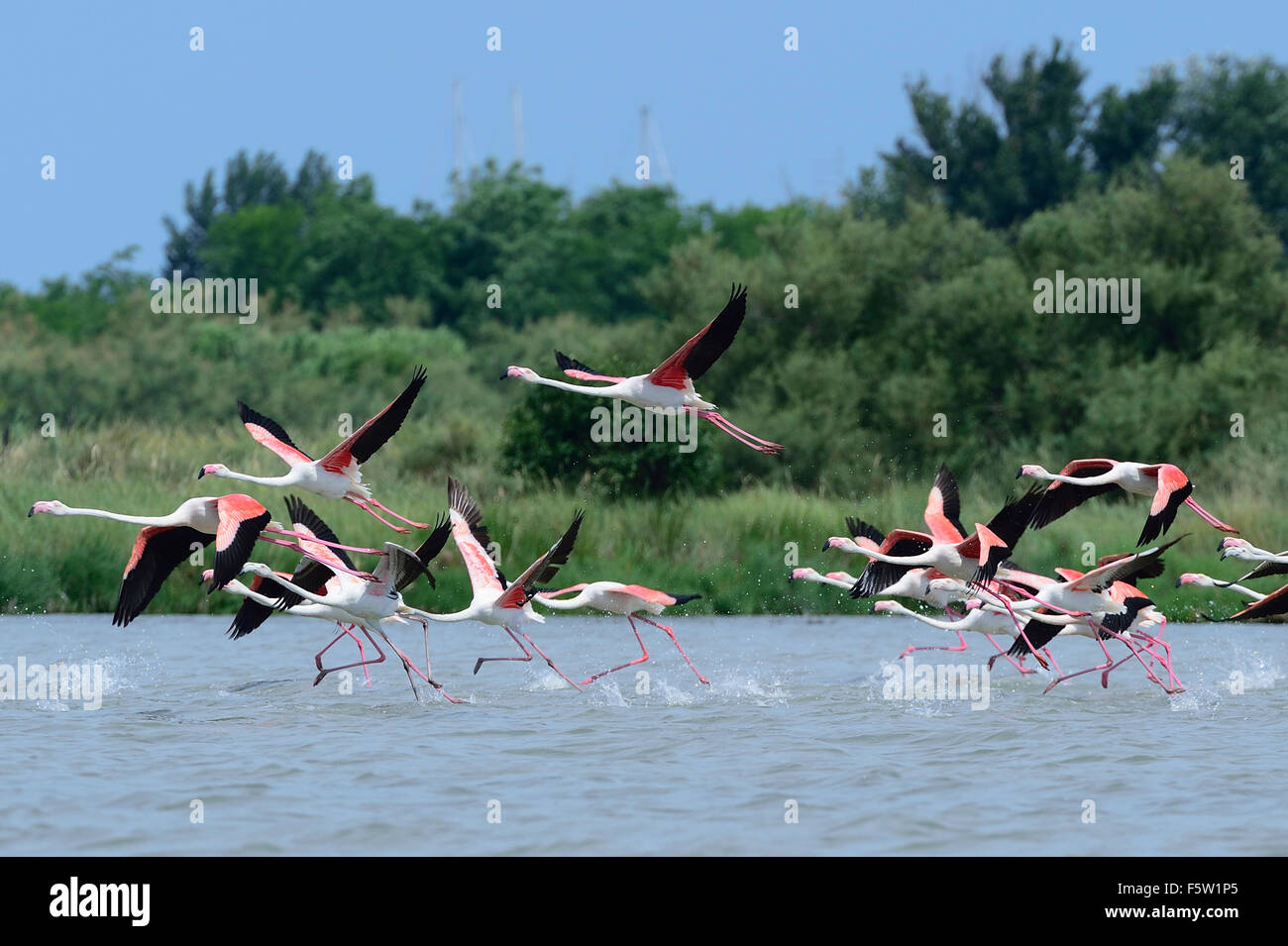 Rosaflamingos (Phoenicopterus Ruber) in Fliege an Molentargius Natural Park, Cagliari, Sardina, Italien, Europa Stockfoto