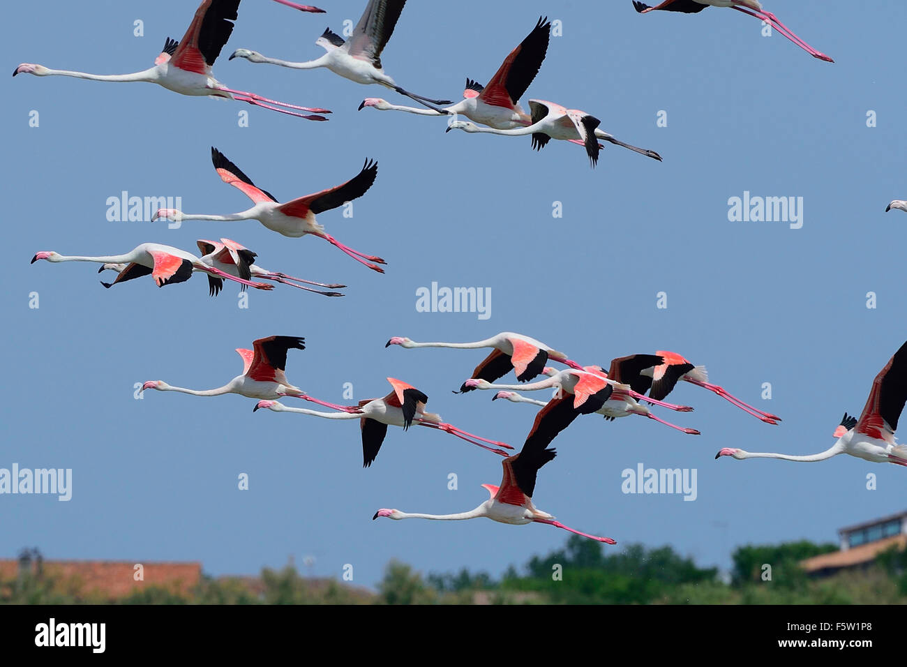 Rosaflamingos (Phoenicopterus Ruber) in Fliege an Molentargius Natural Park, Cagliari, Sardina, Italien, Europa Stockfoto