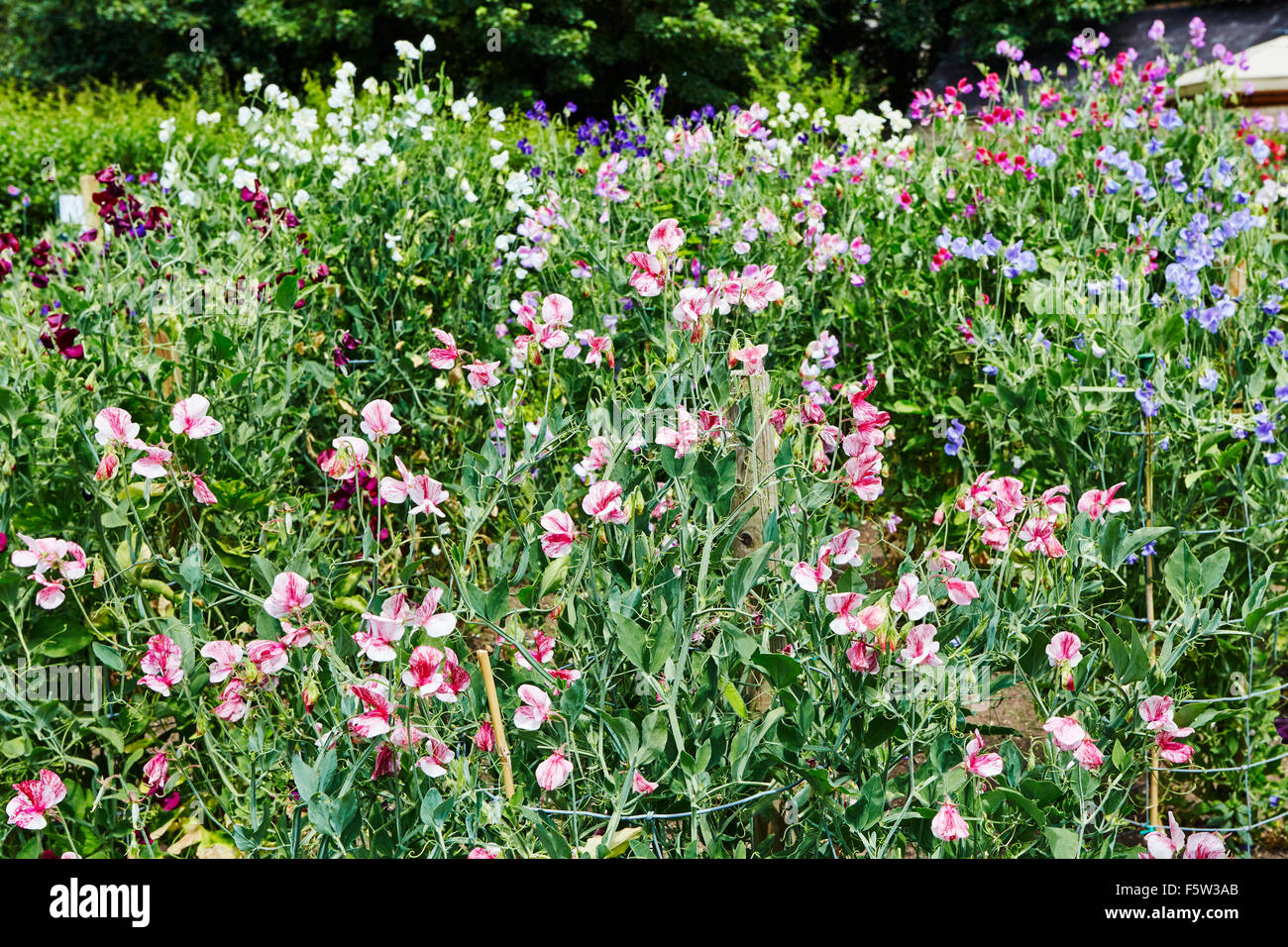 Gemischte Farben der Erbse Blumen bei Easton Walled Gardens, Lincolnshire, England, UK. Stockfoto