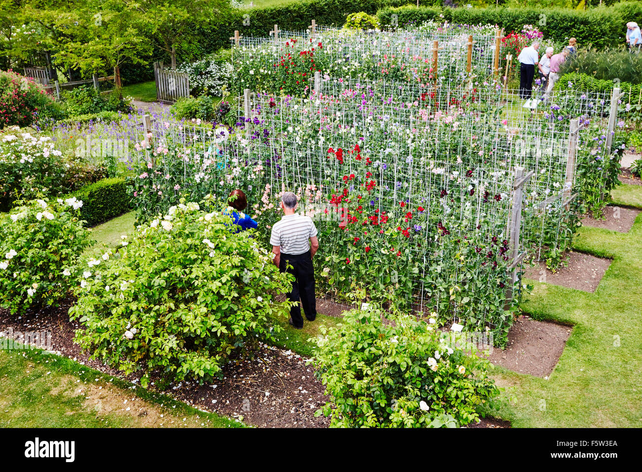 Besucher dieser Seite der Erbse Blumen bei Easton Walled Gardens, Lincolnshire, England, UK. Stockfoto