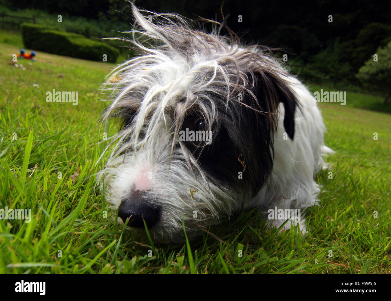 Foto © Jamie Callister. Monty spielt Jack-Russell-Terrier mit seinem Stofftier, Ruthin, North Wales, Stockfoto