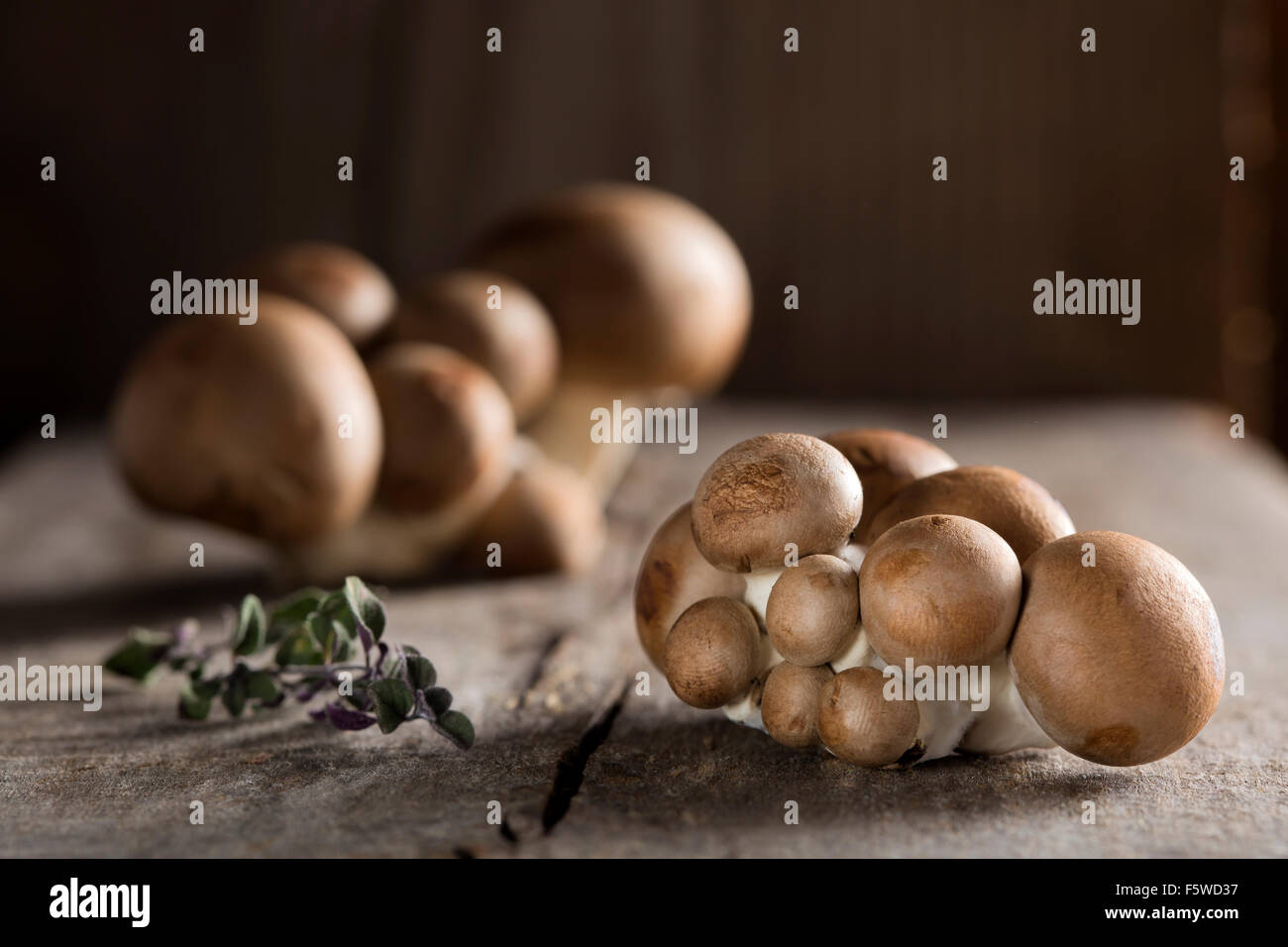 Baby Bella Pilze auf Holz Hintergrund mit Thymian Stockfoto