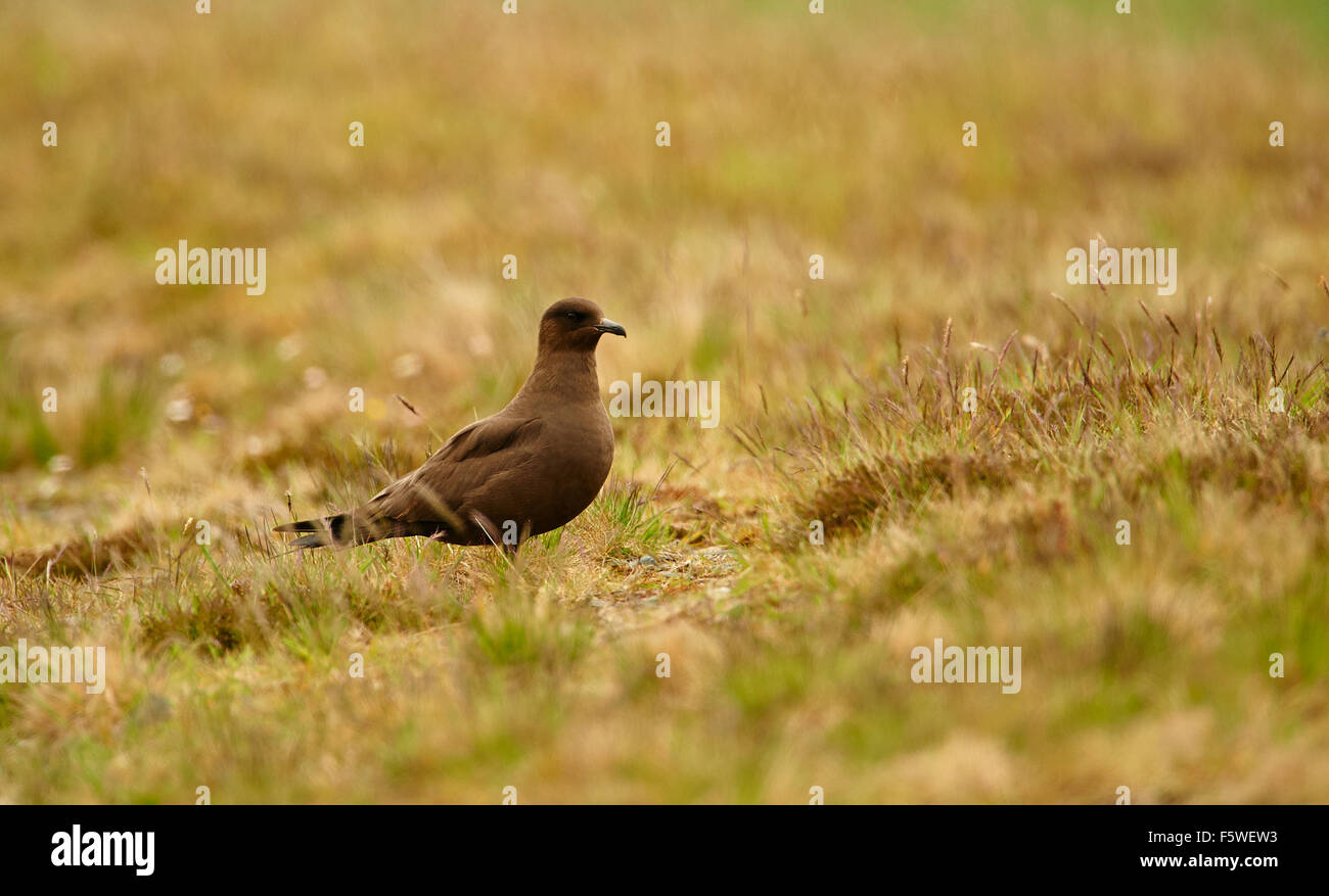 Arctic Skua, (dunkle Form), Stercorarius Parasiticus auf Moorland, Fetlar, Shetland Islands, Schottland, UK Stockfoto