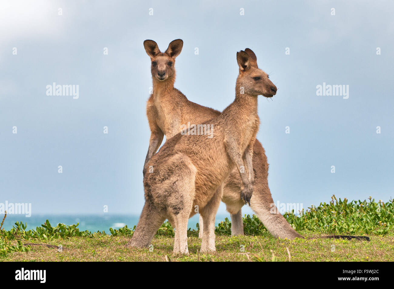 Östlichen grau Kangaroos in küstennahen Heide. Stockfoto