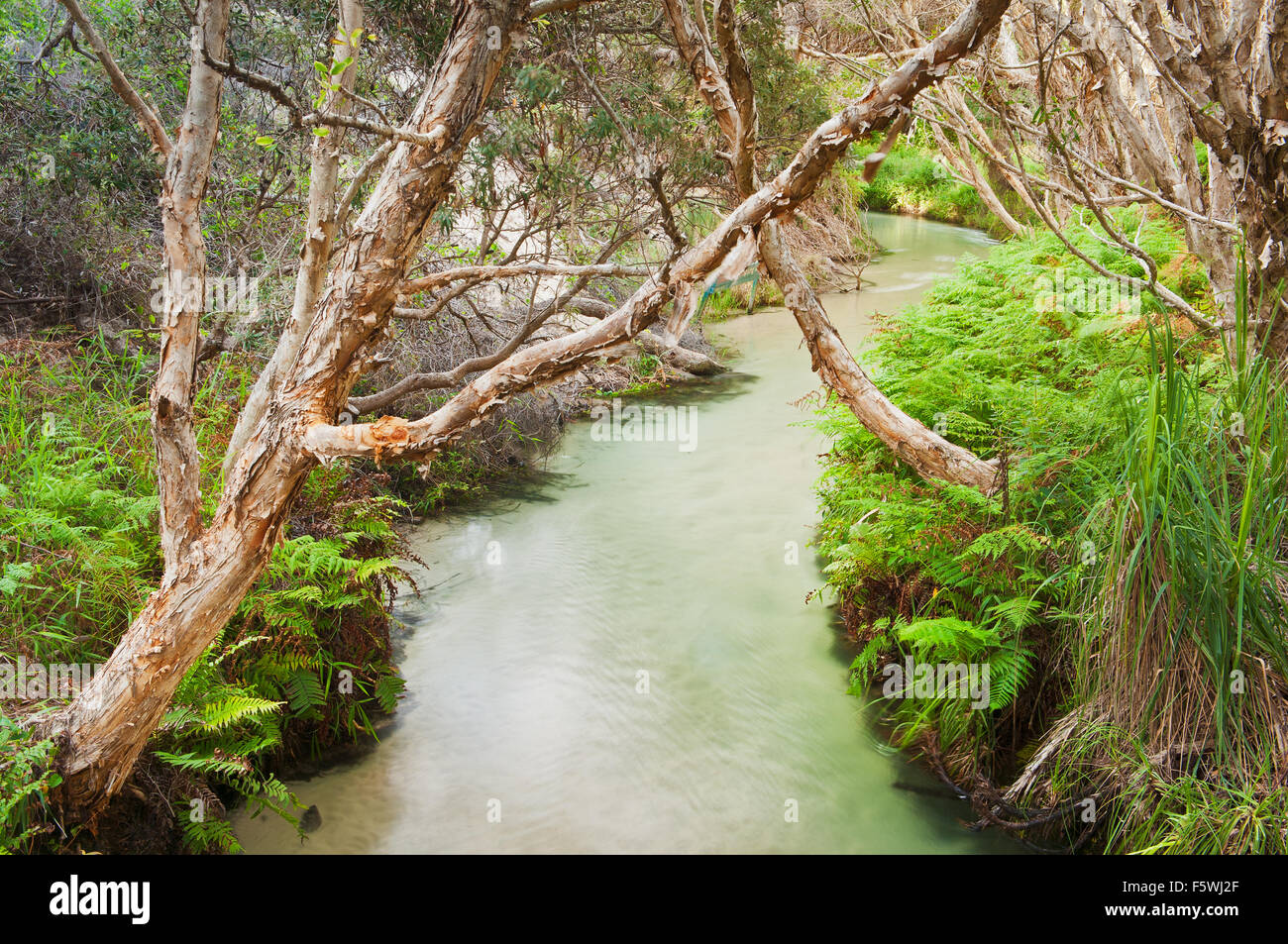 Teebäume auf Eli Creek, eine Hauptattraktion auf Fraser Island. Stockfoto