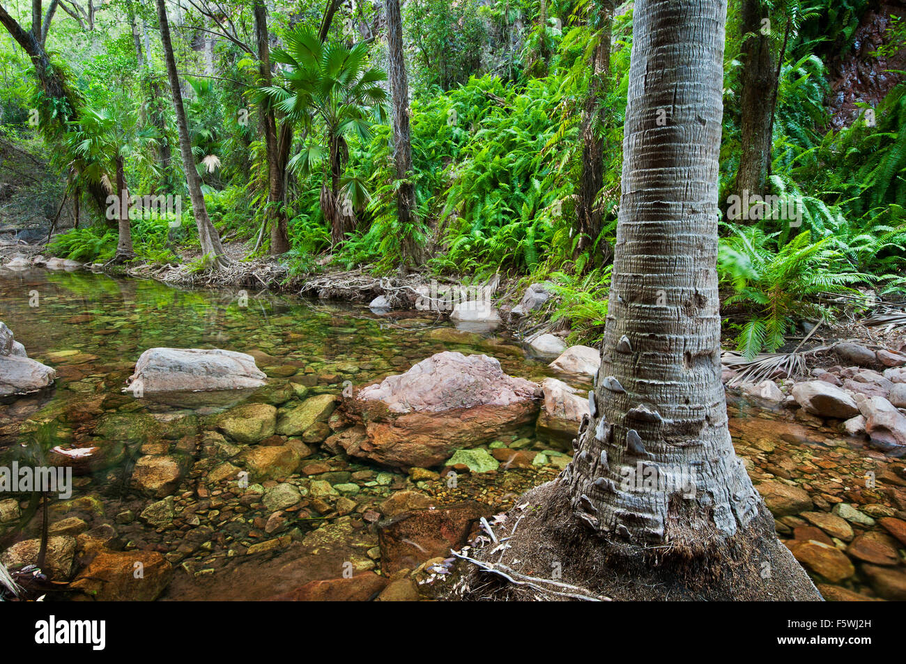 Livistona Palmen in El Questro Gorge. Stockfoto