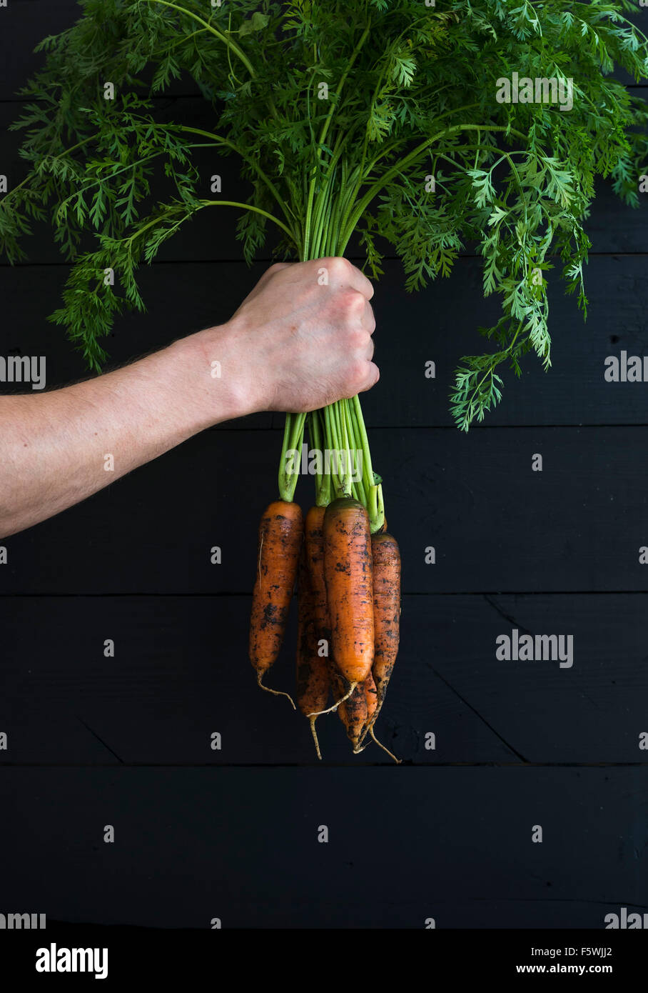 Handvoll frische Garten Karotten mit Grün Blätter in der Hand, schwarzem Holz Hintergrund. Stockfoto