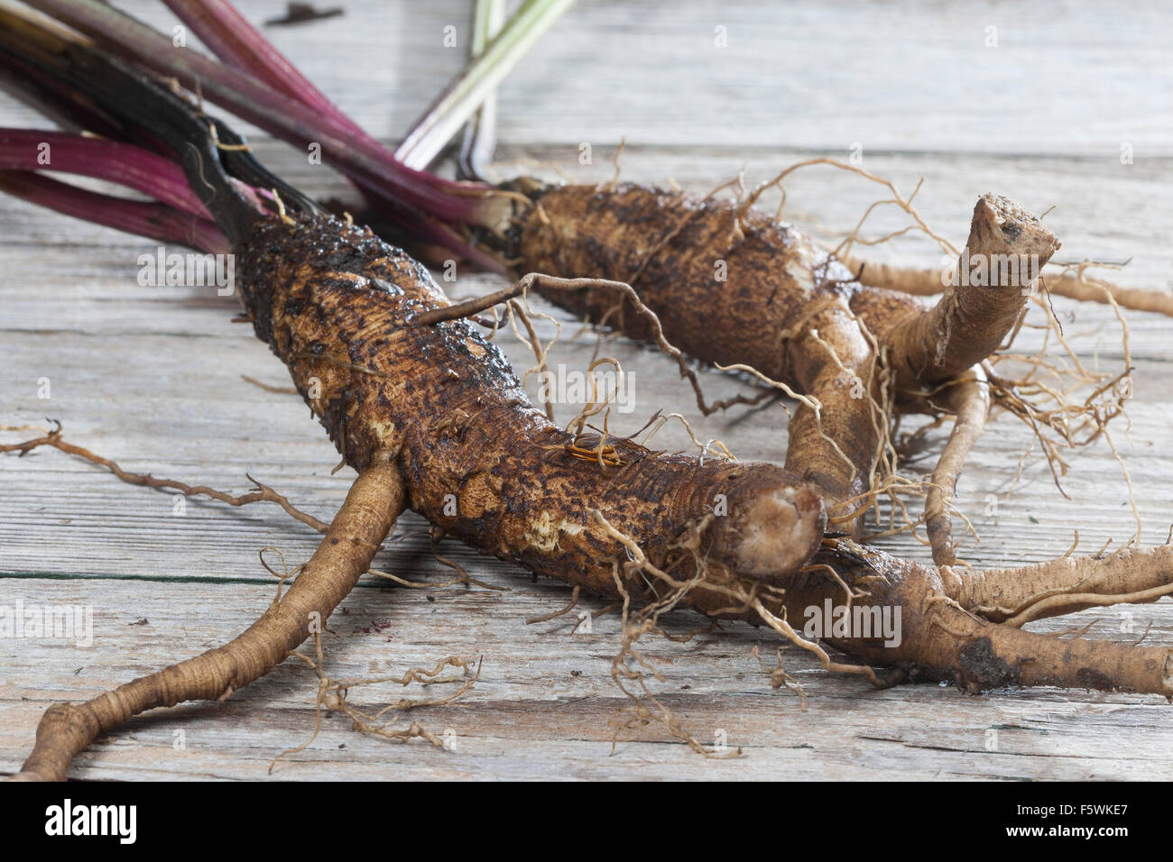 Essbare Klette, große Klette, Wurzeln, Wurzelstock, Große Klette, Grosse Klette, Wurzel, Wurzeln, Klettenwurzel, Arctium Lappa Stockfoto