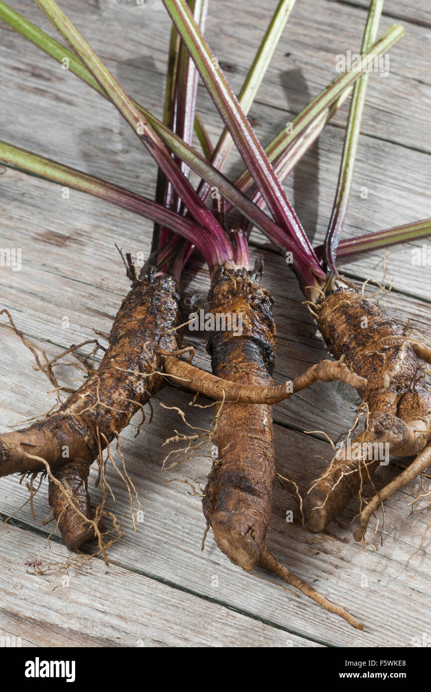 Essbare Klette, große Klette, Wurzeln, Wurzelstock, Große Klette, Grosse Klette, Wurzel, Wurzeln, Klettenwurzel, Arctium Lappa Stockfoto