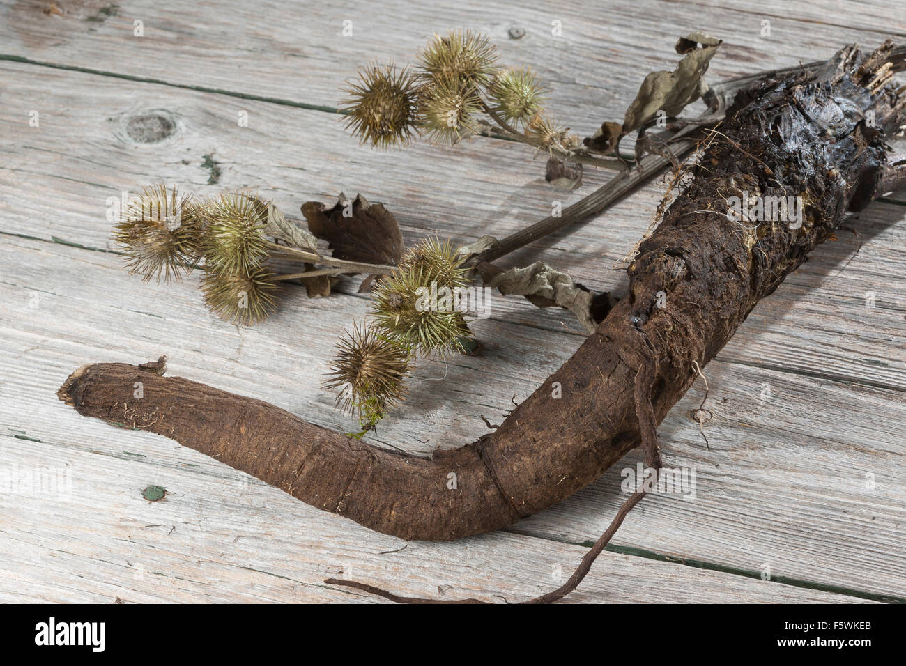 Essbare Klette, große Klette, Wurzeln, Wurzelstock, Große Klette, Grosse Klette, Wurzel, Wurzeln, Klettenwurzel, Arctium Lappa Stockfoto