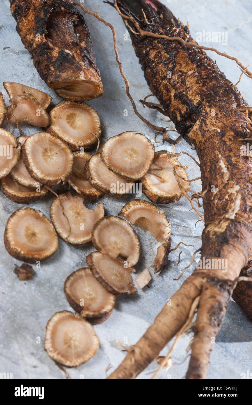 Essbare Klette, große Klette, Wurzeln, Wurzelstock, Große Klette, Grosse Klette, Wurzel, Wurzeln, Klettenwurzel, Arctium Lappa Stockfoto