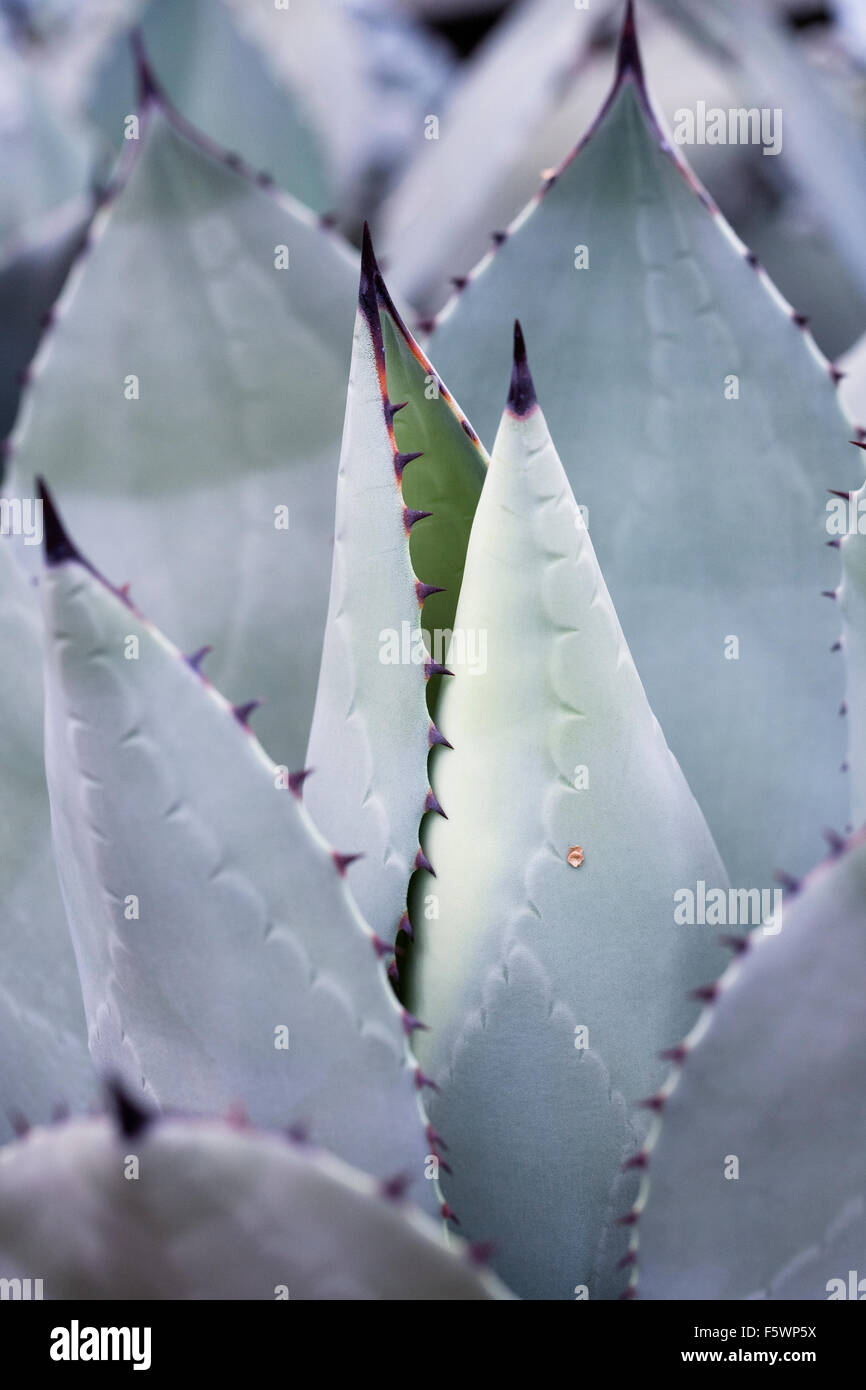 Agave Parryi wächst in einer geschützten Umgebung. Stockfoto