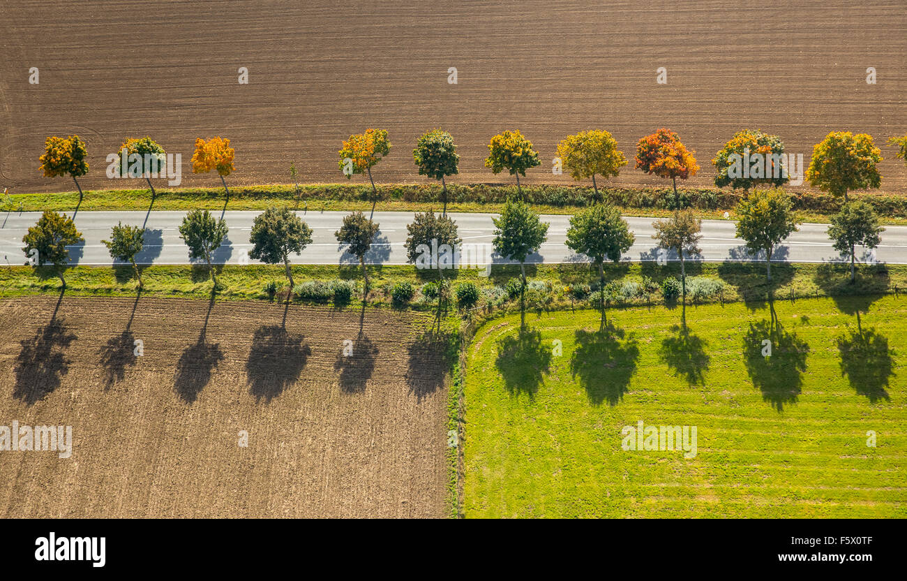 Allee mit Herbstlaub, Laubbäume, grellen Farben des Herbstes, Schatten, lange Schatten, B7 B480 Anfelder Road, Brilon Stockfoto