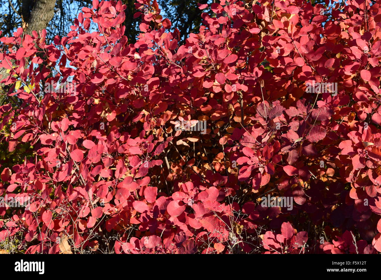 Im Herbst rote Farbe der Blätter von Cotinus Coggygria. Farben des Herbstes. Stockfoto