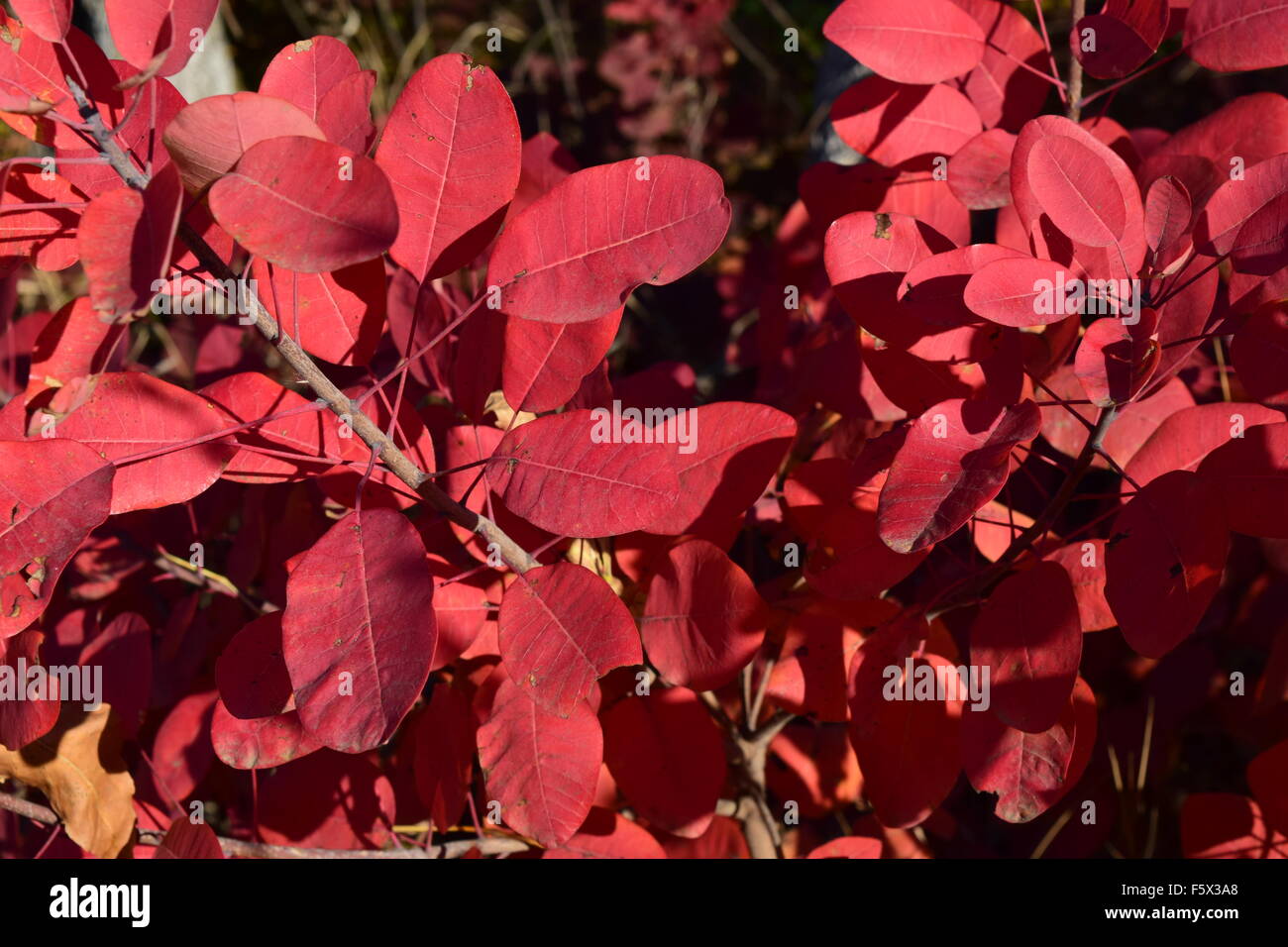 Im Herbst rote Farbe der Blätter von Cotinus Coggygria. Farben des Herbstes. Stockfoto