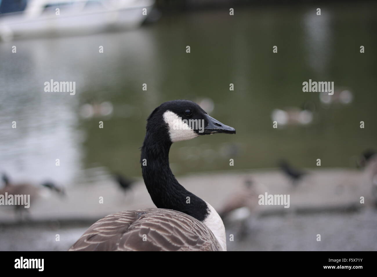 Eine Gans mit Fluss im Hintergrund Stockfoto