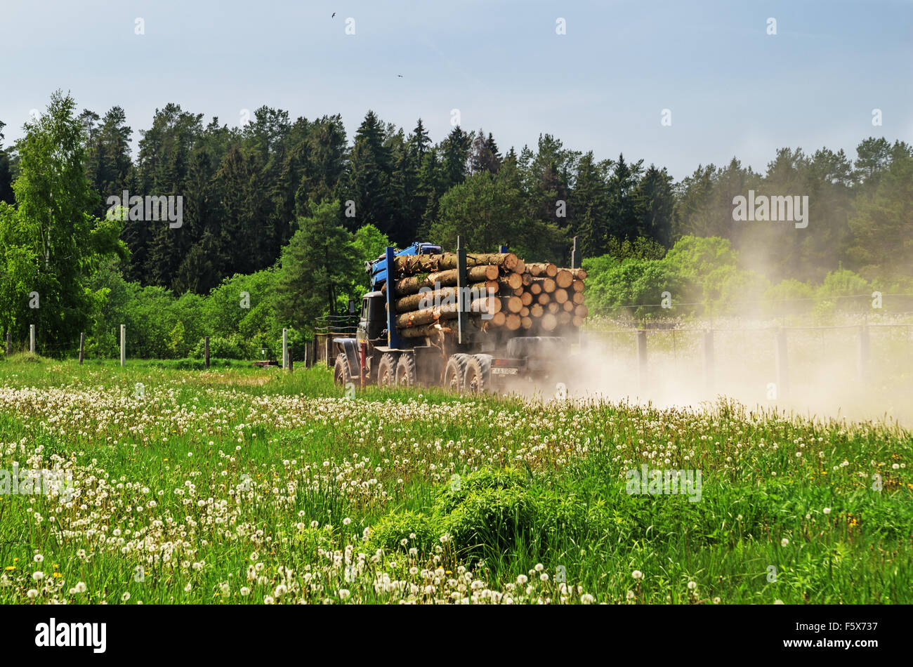 Transport von Schnittholz per LKW am Sandweg. In der Nähe Straße Wiese mit Löwenzahn. Stockfoto