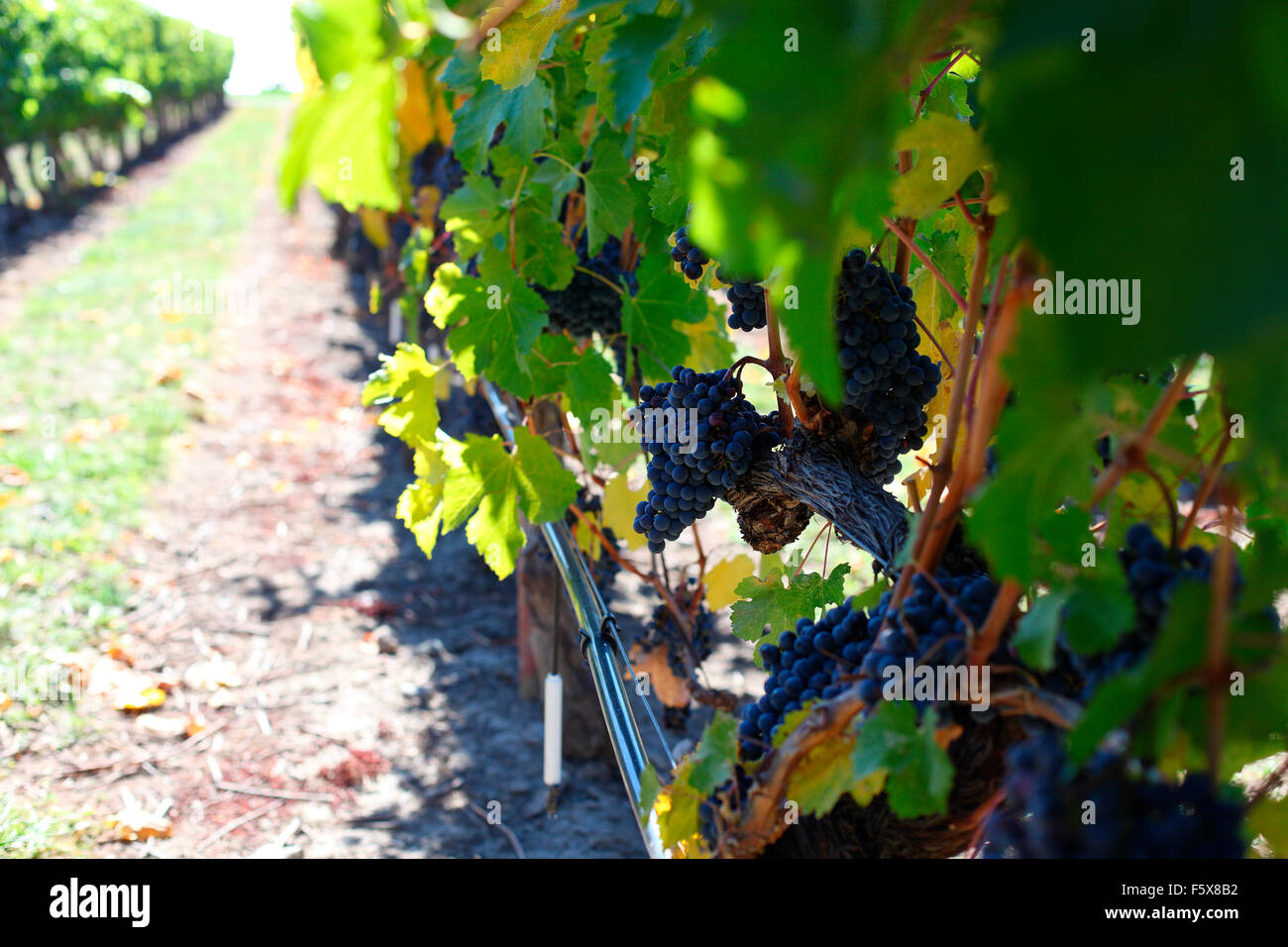 Trauben am Rebstock auf einem Weingut in Kelowna BC Stockfoto