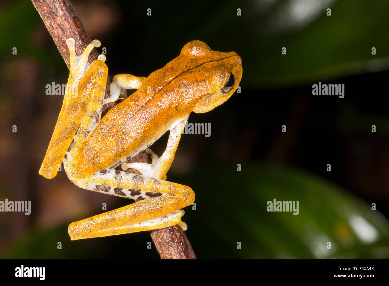Alfaro Treefrog (Hypsiboas Alfaroi) auf einem Ast in den Regenwald Unterwuchs, Ecuador Stockfoto