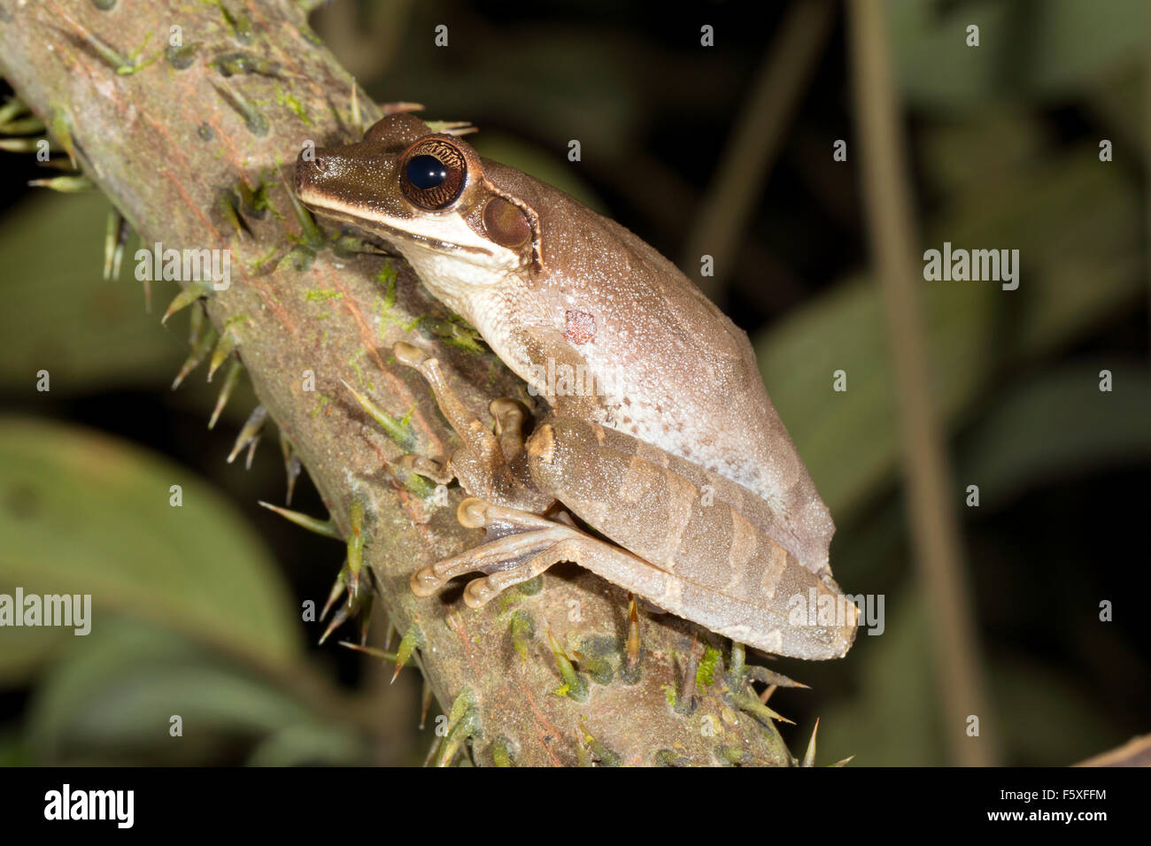 Breite Spitze Treefrog (Osteocephalus Planiceps) auf einem Ast im ecuadorianischen Amazonasgebiet Stockfoto