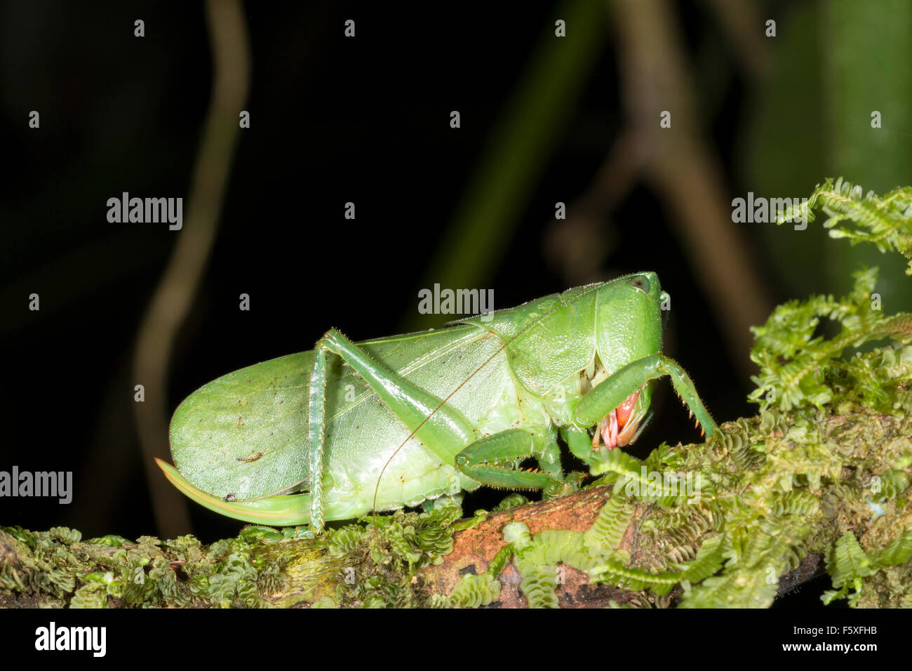 Ein sehr großer grüner Busch Cricket auf einem bemoosten Ast im Regenwald Ecuadors. Eine Frau mit einem gebogenen ovopositor Stockfoto