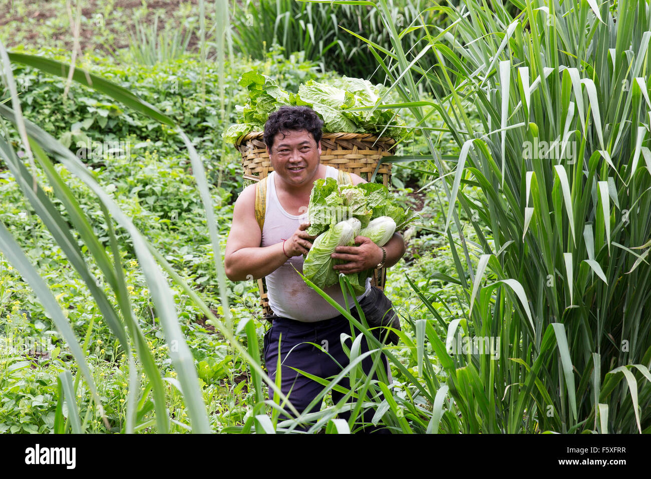 Gemüsebauer in Nordthailand Stockfoto
