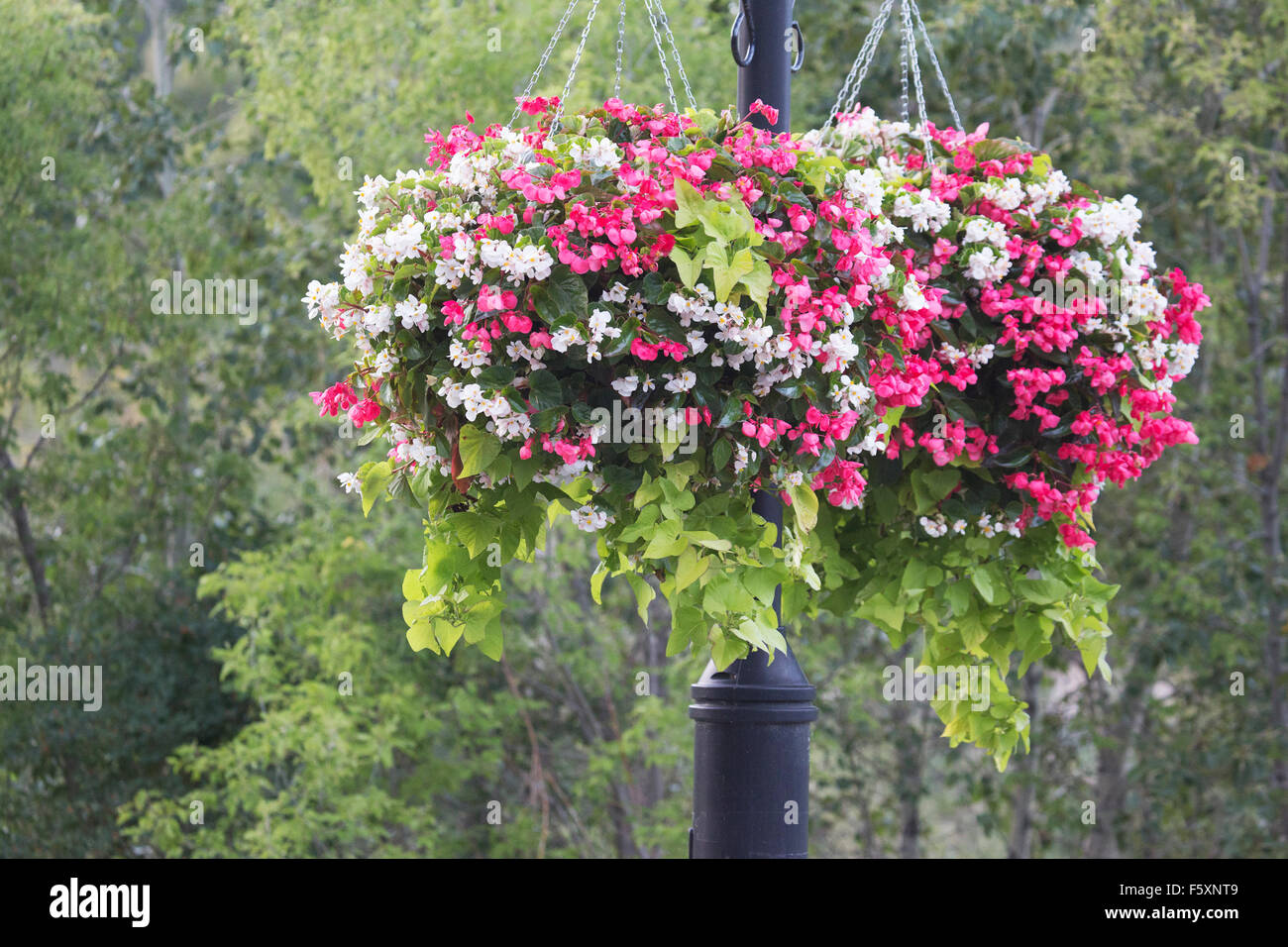 Sommer Blüten in hängenden Töpfe, Prince's Island Park Stockfoto