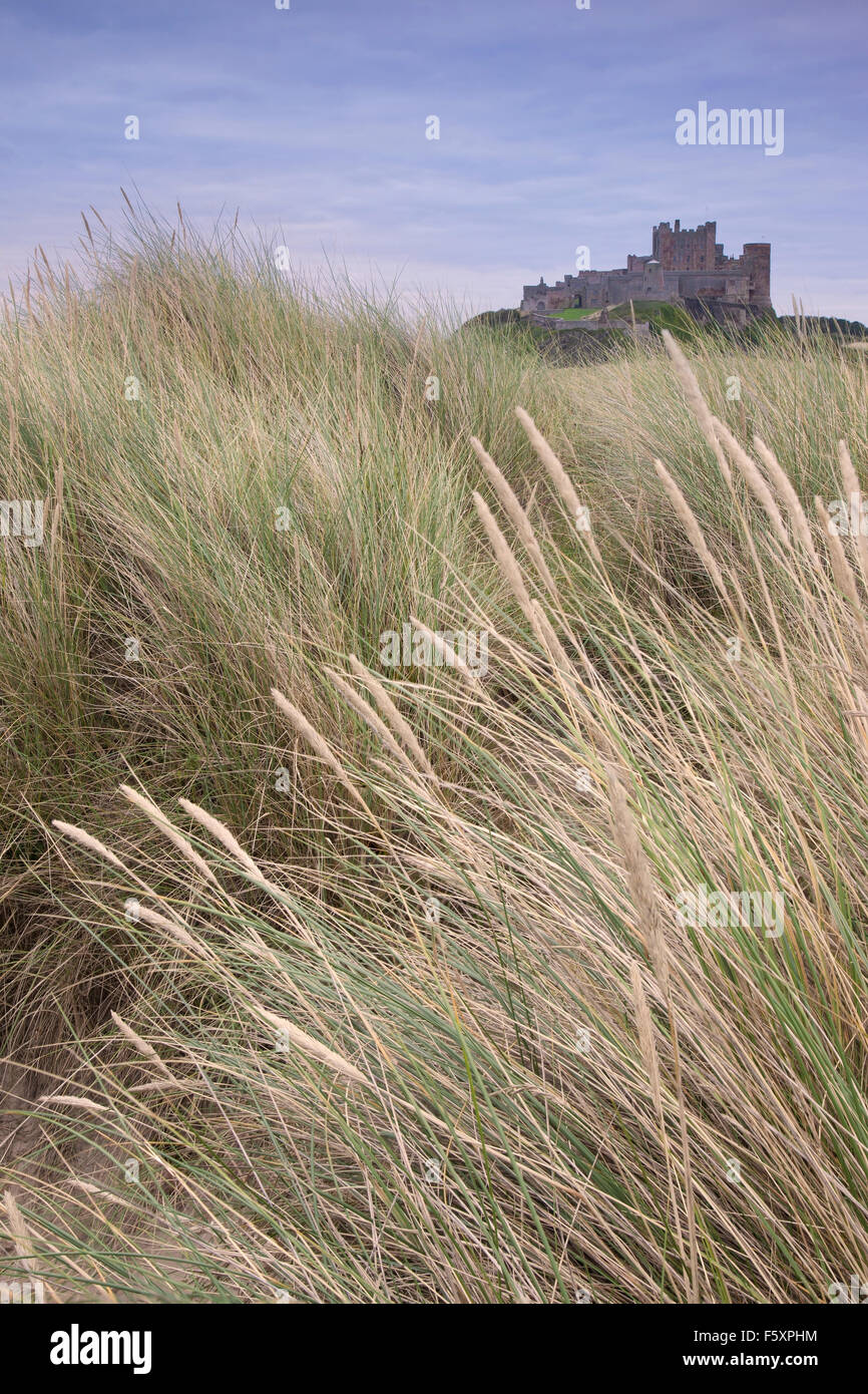 Bamburgh Castle von Sanddünen bei Bamburgh Strand, Bamburgh, Northumberland, UK Stockfoto