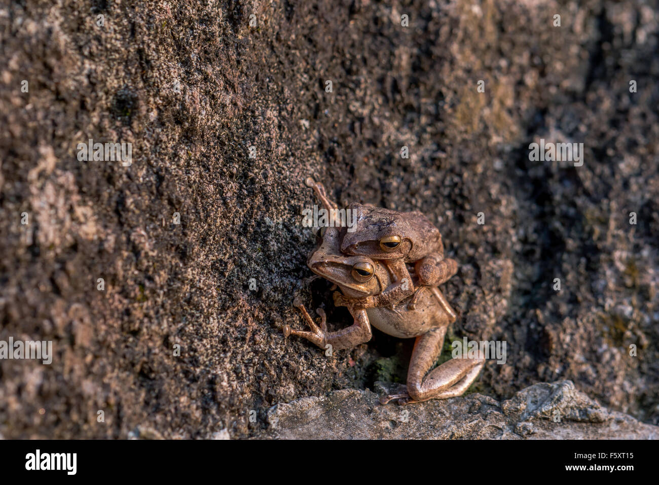 Zärtliche Momente im Tierreich. Stockfoto