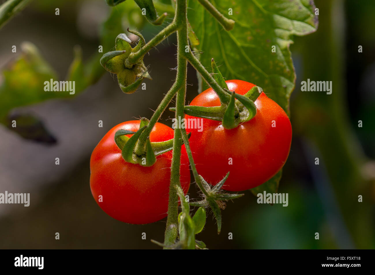Frische rote Tomaten am Rebstock. Stockfoto