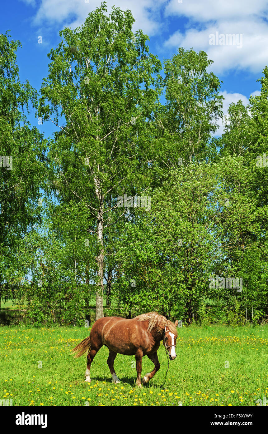 Das braune Pferd auf Dorf Frühlingswiese mit Pusteblumen. Stockfoto