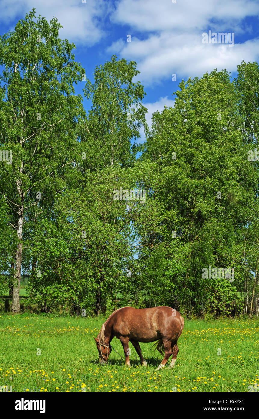 Das braune Pferd auf Dorf Frühlingswiese mit Pusteblumen. Stockfoto