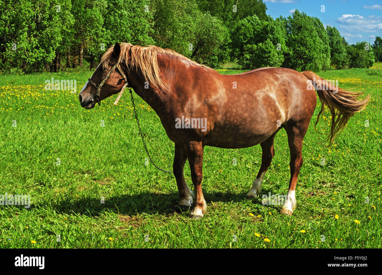 Das braune Pferd auf Dorf Frühlingswiese mit Pusteblumen. Stockfoto