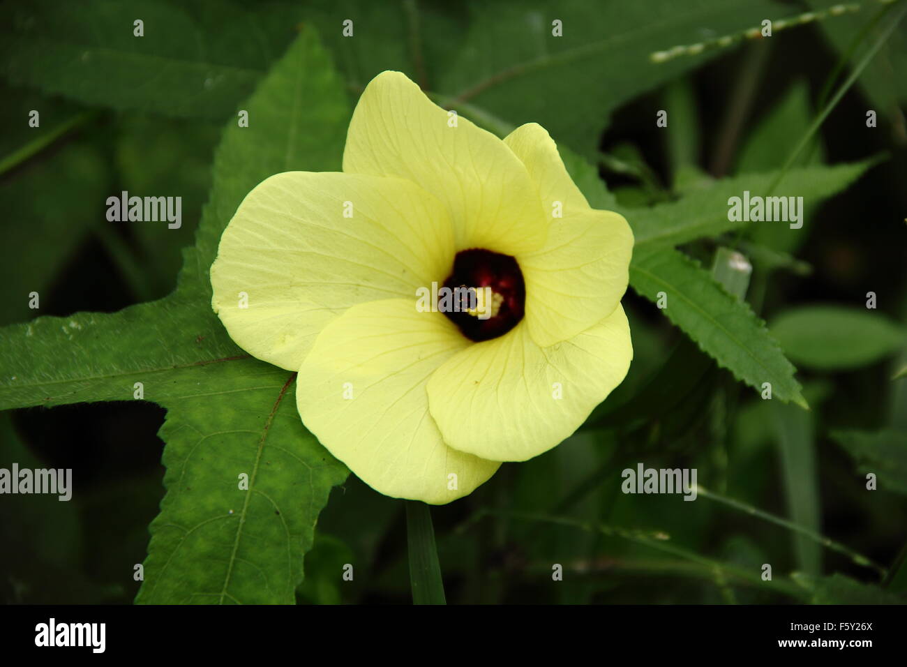 Eine gelbe Blume und seine Schönheit Stockfoto