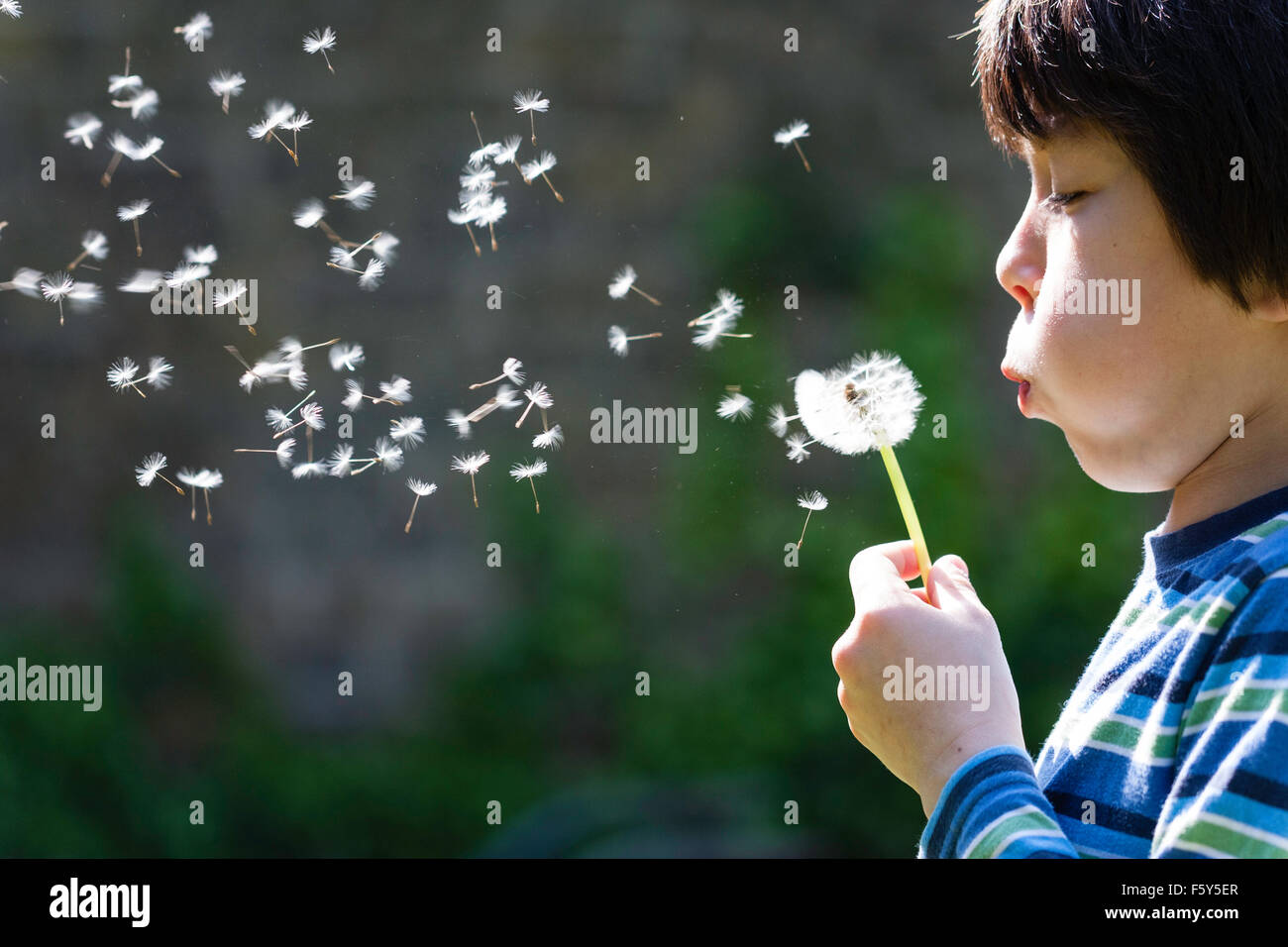 Profil von Kopf und Schultern der kaukasischen Kind, Junge, 9 Jahre alt, bläst Löwenzahn Samen aus Blume Kopf. Zurück lit durch Sonnenlicht. Close-up. Stockfoto