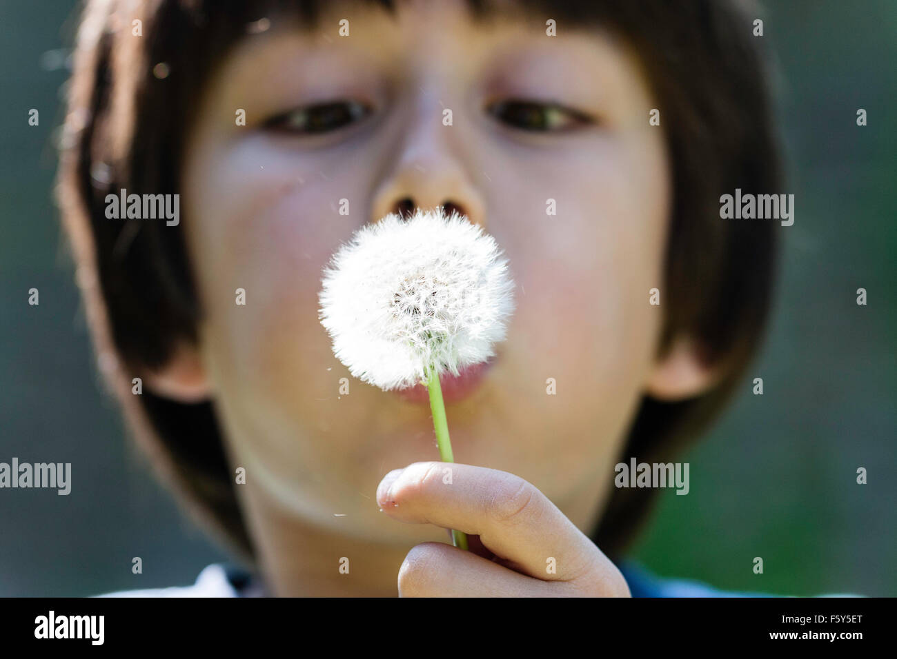Mit Blick auf, Kopf und Schultern von 9 Jahre alten Kind, Junge. Über blasen, Löwenzahn Samen aus Blütenstiel. Im Freien, Frühling. Stockfoto