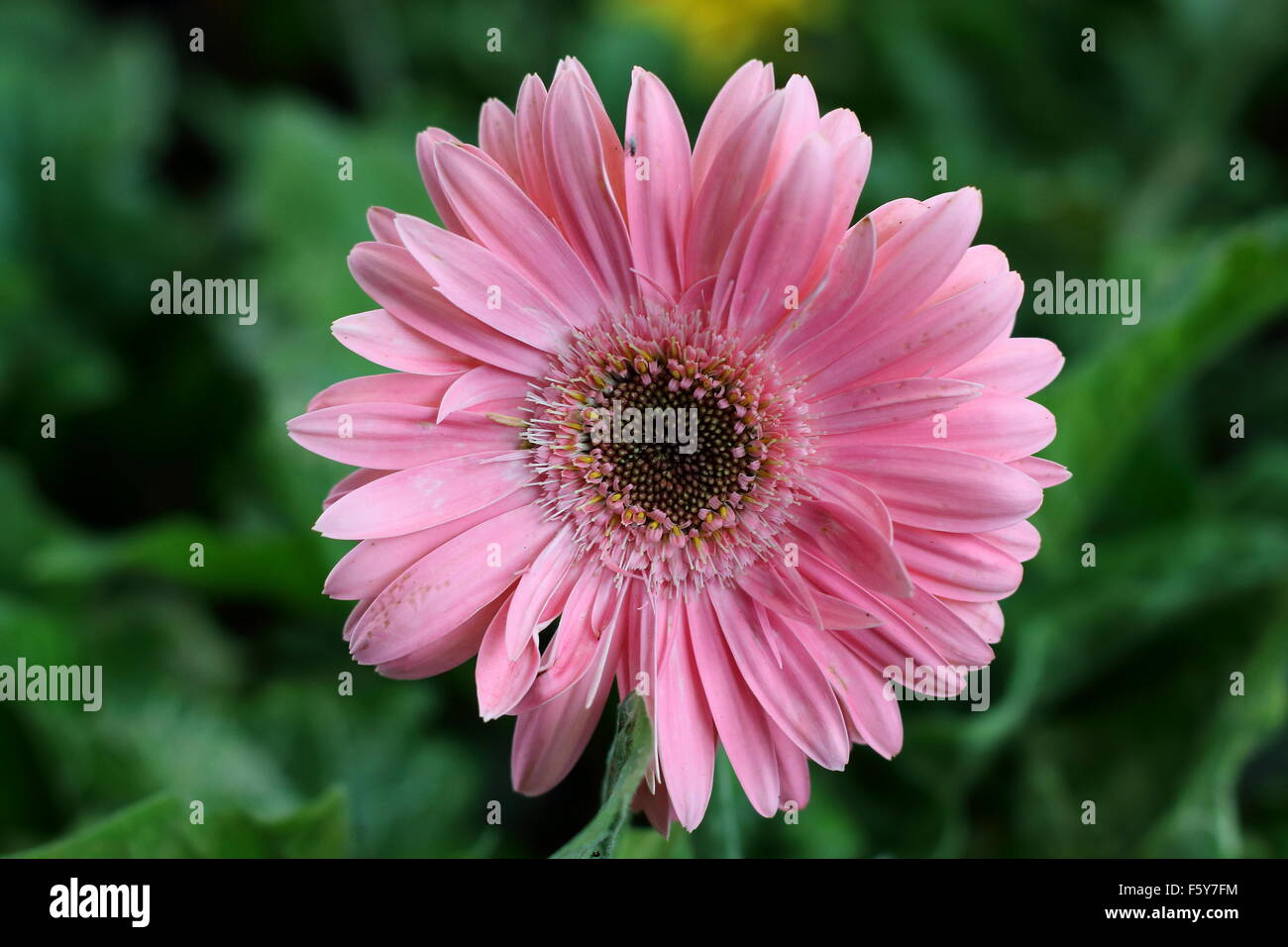 Nahaufnahme von rosa Gerbera Daisy Blume vor grünem Hintergrund, Stockfoto